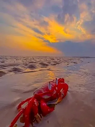 Red crab on sand in sunset light
