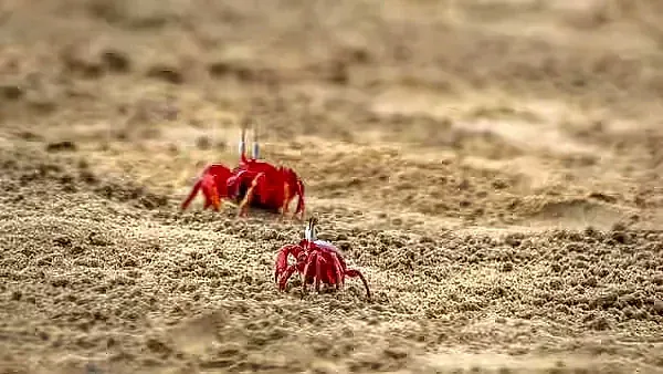 Two red crabs on sand