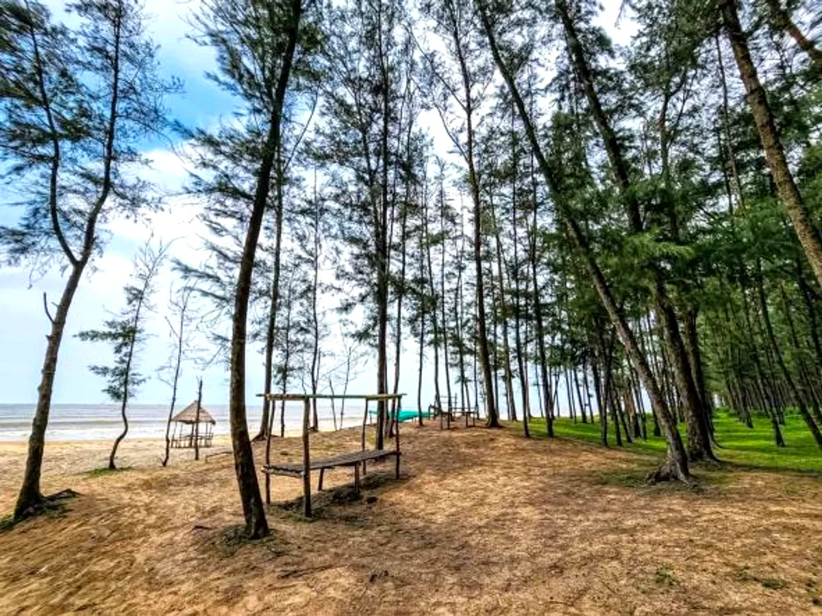 Casuarina forest shade with a wooden bench near Bagda beach