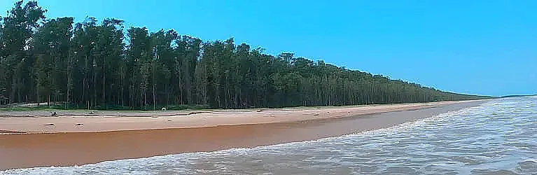 Panorama of forest meeting the sea